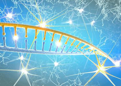 细胞染色体dna和神经元,dna重组,重写和持续再生,增加神经细胞,染色体