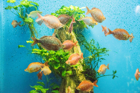 美丽的水族馆鱼漂浮在清澈的水中，以石头和海藻为背景