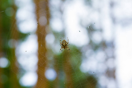 在森林的网上特写蜘蛛。