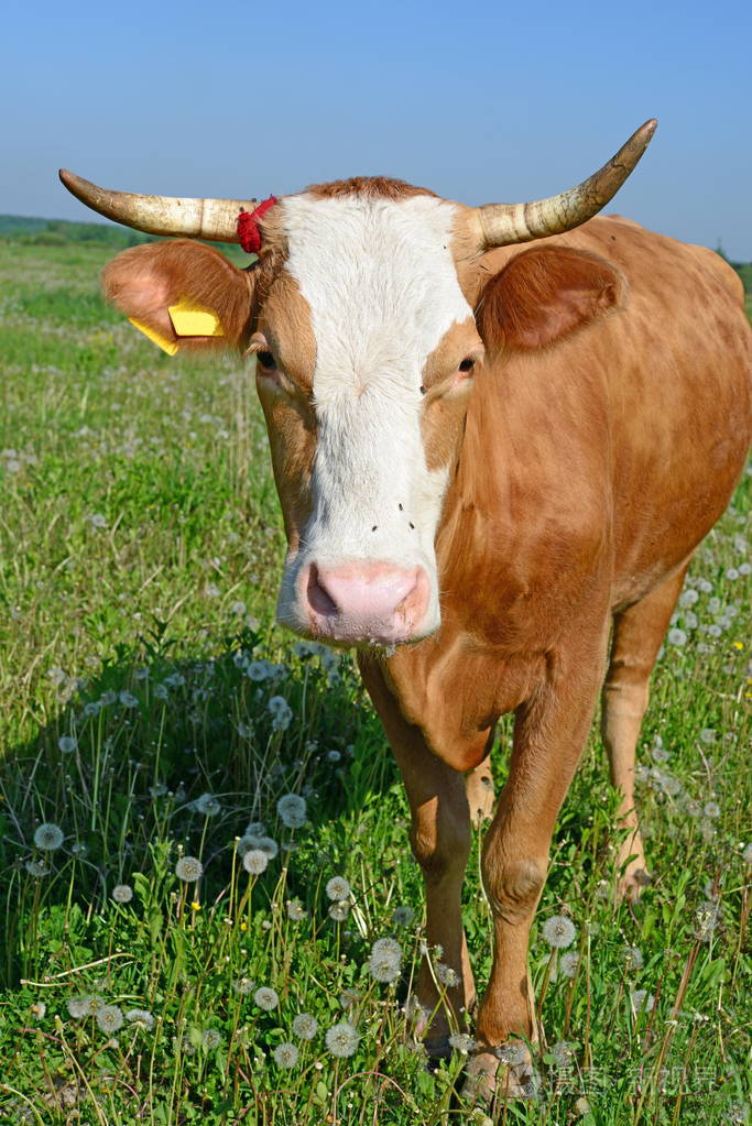 夏天牧场上的牛