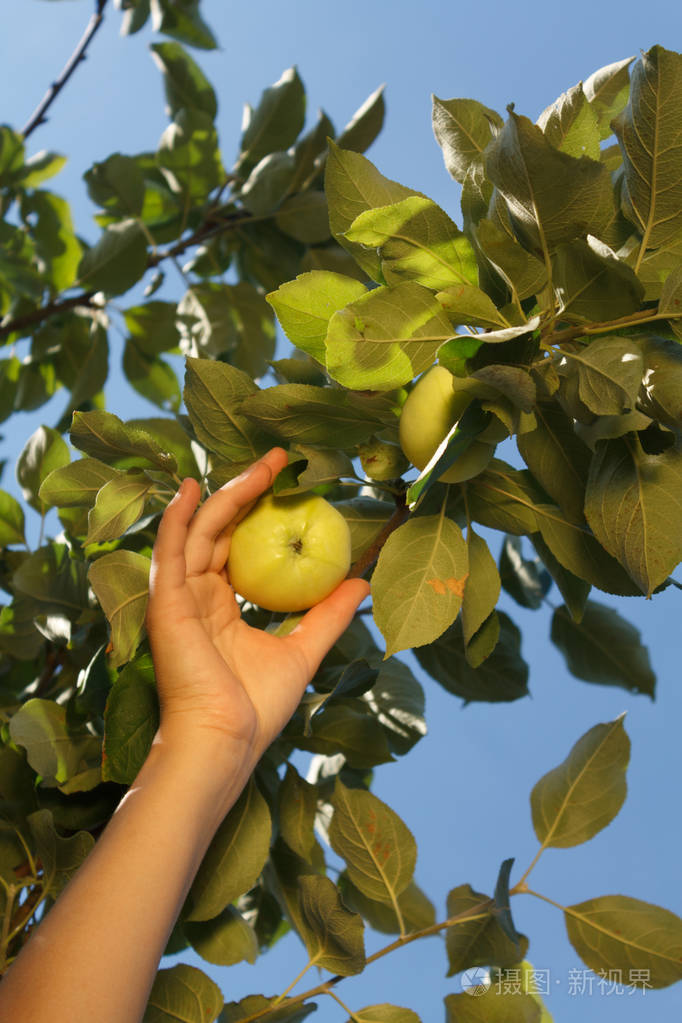 一个白人女人的手从树枝上摘下一个绿色的苹果叶子贴着蓝天