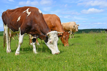 奶牛放在夏季牧场上图片
