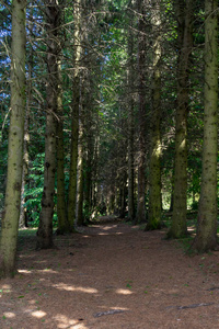 林中绿树步道.穿过黑暗森林的公园路上美丽的小巷