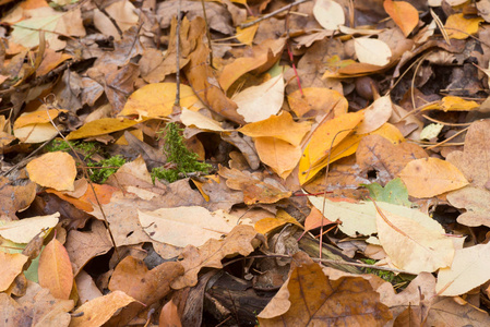 秋天落叶在森林的地上