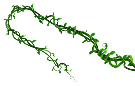 植物藤蔓绿色生长，扭曲，回头3插图水平隔离在白色上