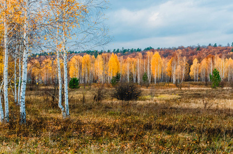 草地河水伏尔加河河漫滩附近的草地在秋季中部,该地区典型的风景是