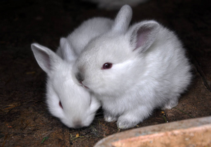 在笼子里，年轻的加利福尼亚种兔子