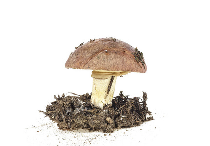 在白色背景下分离的土壤基质中的一种棕色蘑菇