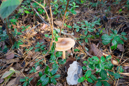 美丽的小蘑菇独自站在森林的绿草上
