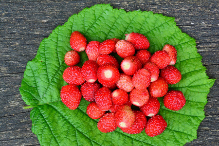 一堆刚收获的芬芳的野生草莓放在老橡木桌上的绿色榛叶上