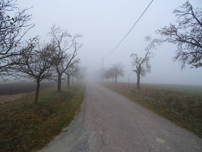 雾中沿路的树木