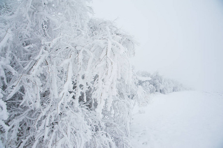 冬季景观。 雪中的冬树