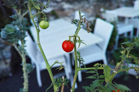 西红柿在餐馆附近种植的细节