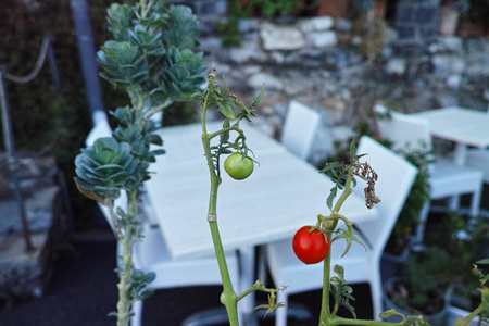 西红柿在餐馆附近种植的细节图片
