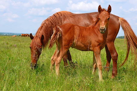 小小的白驹图片