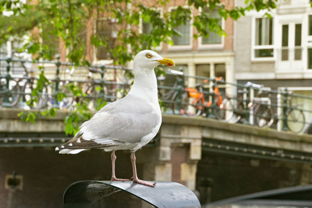 大型欧洲鲱鱼鸥LarusArgentatus在垃圾桶附近的一个旧桥在阿姆斯特丹的历史部分，荷兰。
