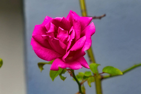 盛开的美丽的红玫瑰的花蕾。