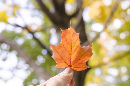 秋天的枫叶在手指上. 秋天的背景,树木模糊.照片