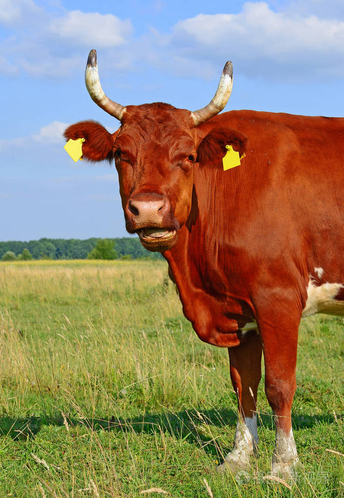 夏天牧场上的牛