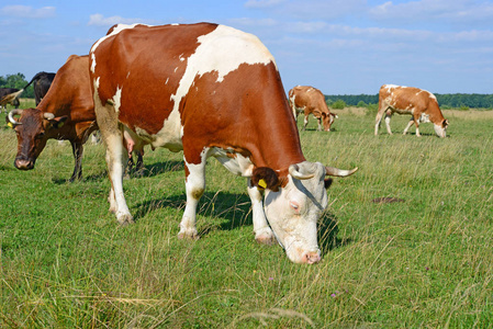 夏天牧场上的奶牛图片