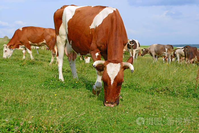 夏天牧场上的奶牛