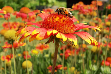 有翅膀的蜜蜂慢慢地飞到植物上，从花中收集花蜜给蜂蜜。 蜂蜜夹，由美丽的花朵组成，蜂腿上有黄色的花粉。 甜蜜蜂蜂蜜。
