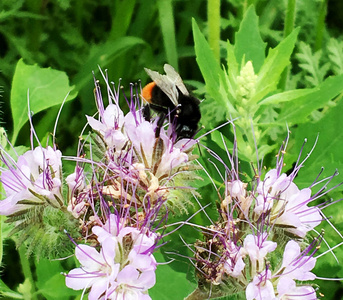 班若花腿有翅膀的蜜蜂慢慢地飞到植物上,从花中收集花蜜给蜂蜜.