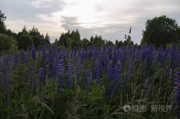 花紫天野地植物花园夏紫绿花春花园林草兰草自然美照片 正版商用图片13zq5l 摄图新视界