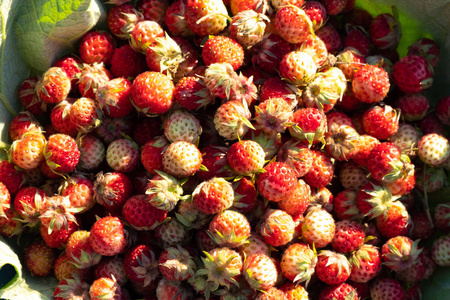 绿牛蒡叶红白果子上的野生草莓浆果，在阳光下，夏日很小