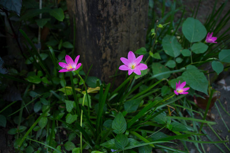 花，花，花，草