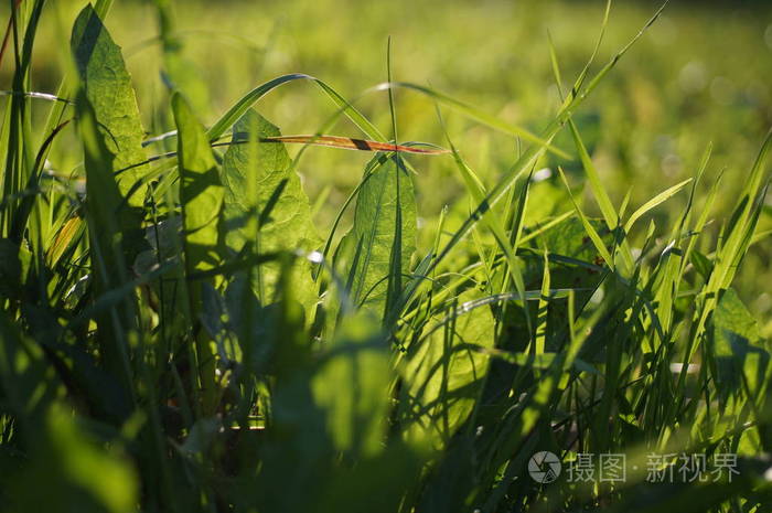 森林里的蒲公英