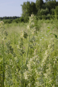 自然草野花绿色夏日草野草野草野草野草野草野草野草野草野草野草野草野草野草野草野草野草野草野草野草野草野草野草野草野草野草野草野草