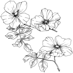 野花罗莎犬齿在一个向量风格孤立.黑白雕刻水墨艺术照片