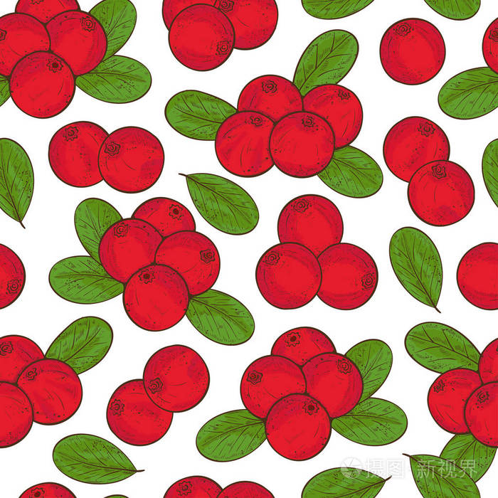 蔓越莓浆果叶子背景墙纸无缝纹理素描颜色