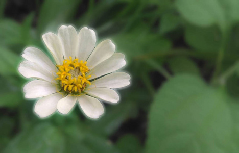 开小白花的草图片