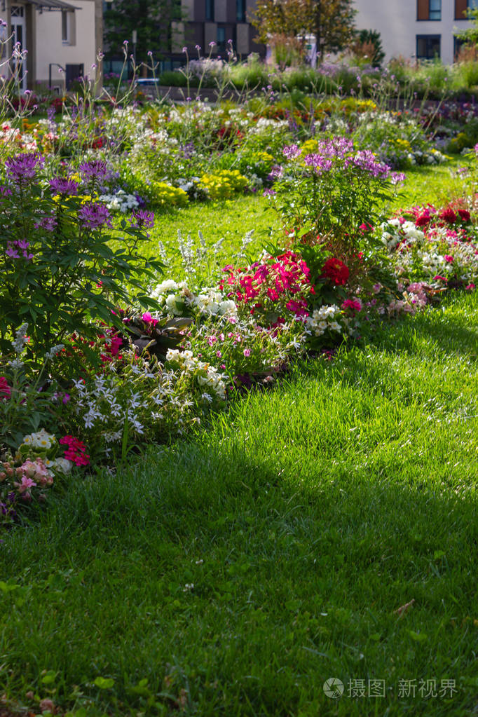 城市公园春天在绿色草坪上盛开的花朵,德国南部城市施瓦比希·格穆恩