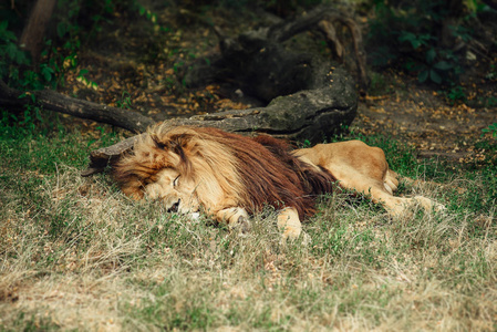影子里的猫狮子睡在草地上的影子里.照片
