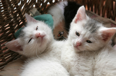 两只小猫紧紧地躺在篮子里