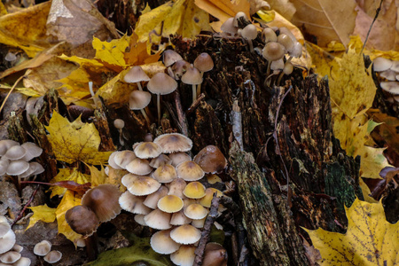 秋季老树桩上的蘑菇冷光 alcalina