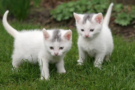 两只白色小猫重点是左边的小猫