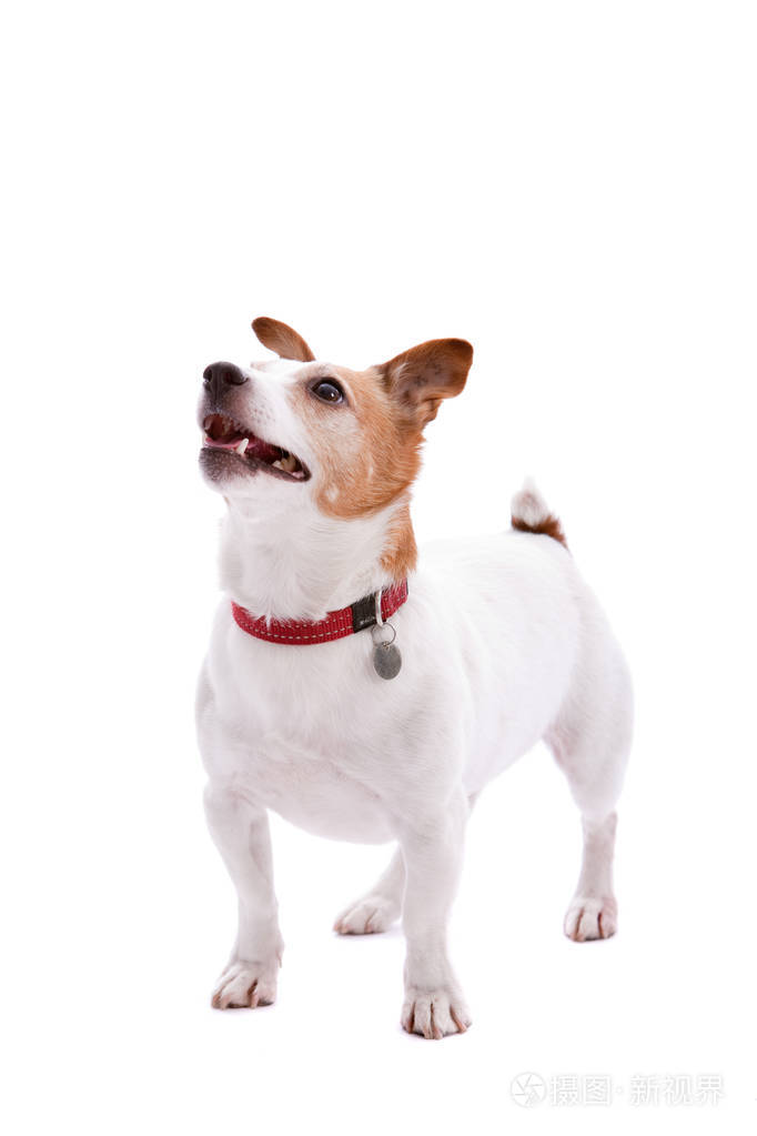 可爱的杰克鲁塞尔猎犬在白色背景下全身射击。