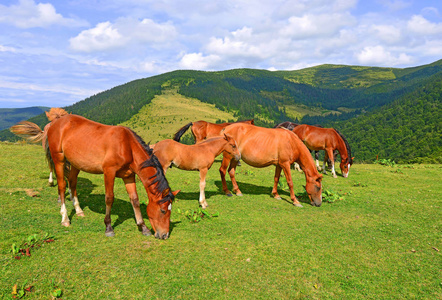 在夏天的山地牧场上的马。