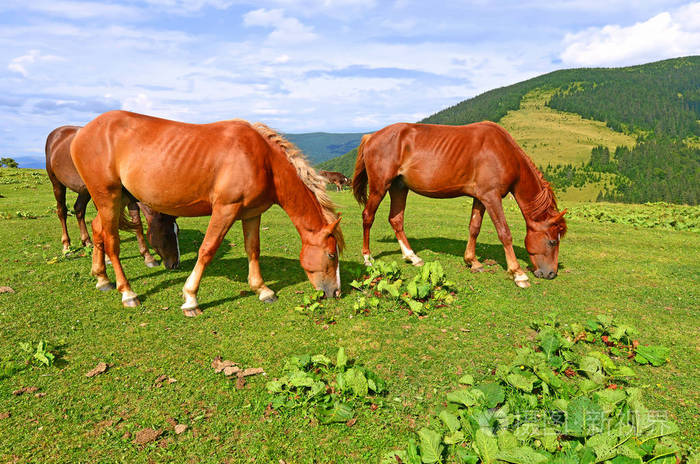 在夏天的山地牧场上的马