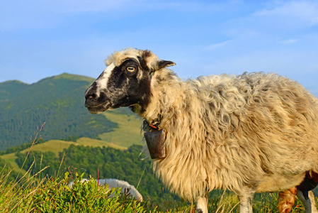 夏天风景中的一只羊。