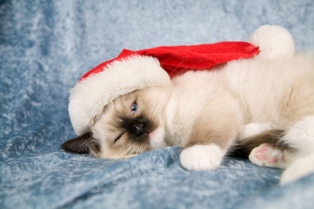 美丽的小布娃娃小猫躺在沙发上，戴着一顶小圣诞老人帽