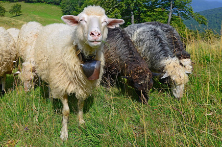 绵羊在山上的夏季景观。