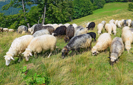 绵羊在山上的夏季景观。