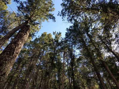 科罗拉多州迷人的森林小径上的索戈萨松树