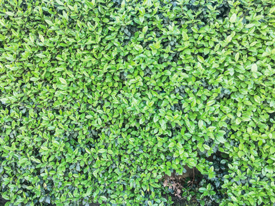 绿色墙植物背景单元隔离