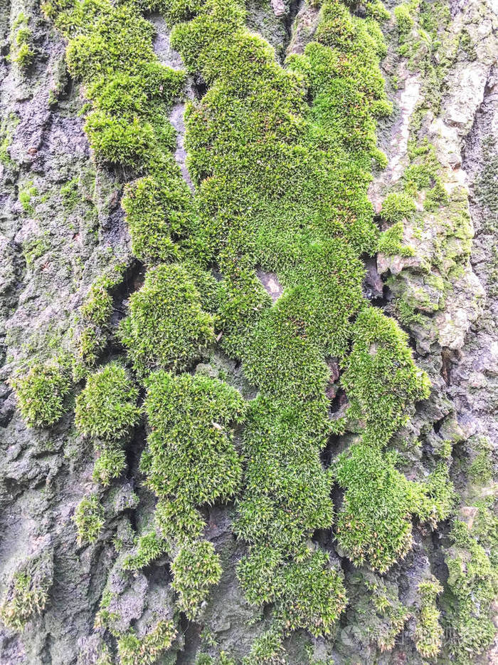 苔藓地衣背景单位分离物